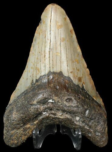 Bargain Megalodon Tooth - North Carolina #45629